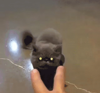 GIF angry angry cat cat - animated GIF on GIFER