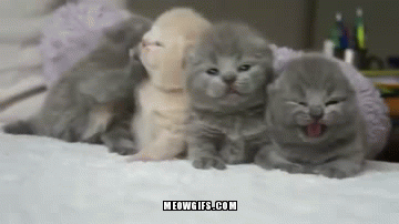 allinonefun:

cute baby cats..
