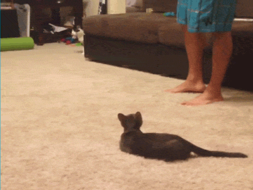 FUNNY VIDEO: Bunch of scaredy cats