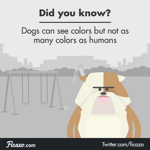 For a long time people thought that dogs couldn’t see colors but we now know that they can! The only thing is that dogs’ vision is limited compared to ours. 🐶🌈 “What’s true, though, is that like most mammals, dogs only have two types of color receptors (commonly called “cones”) in their eyes, unlike humans, who have three.Each of these cones is sensitive to a different wavelength (i.e. color) of light. By detecting different quantities of each wavelength and combining them, our three cones can transmit various signals for all the hues of the color wheel, the same way the three primary colors can be mixed in different amounts to do the same.But because they only have two cones, dogs’ ability to see color is indeed quite limited compared to ours (a rough comparison would be the vision of humans with red-green colorblindness, since they, too, only have two cones).” (Smithsonianmag)
