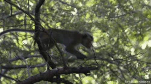 Image result for monkeys in trees gif