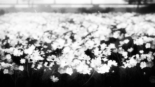 Amid the flowers ( shinshi fanfic ) Tumblr_ny4lar9DYt1tqou9go1_500