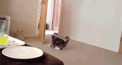 Кот залез на дверь