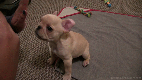 21 Reasons Why Owning a French Bulldog Is the Worst Thing You Could Do! 3