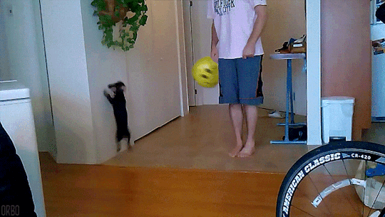 Такса играет с шариком