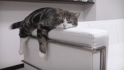 cat on sofa funny cat gif | WiffleGif