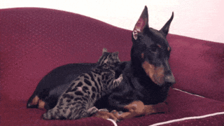 Доберман и котенок