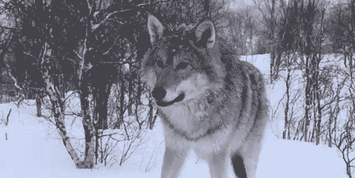 Powerwolf - Night Of The Werewolves {With Lyrics} THE WOLF HUNTERZ