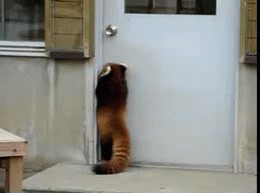 Красная панда борется с дверью