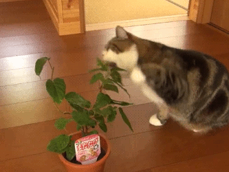 Кот ест цветы