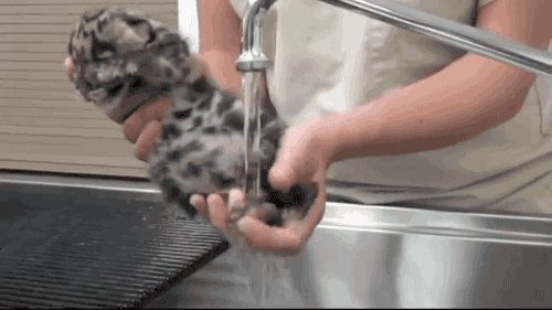 Мытье маленького леопарда
