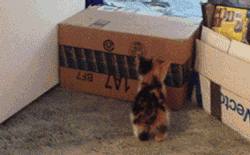 Gif d'un chat bloqué par des cartons de déménagement