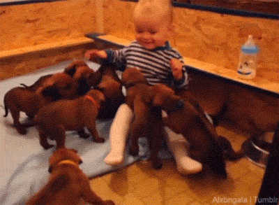 gif gifs animals baby cute puppy puppies cat gif alx gifs pets baby animals puppy  attack alxbngala •