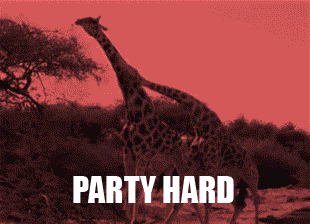 party-animal