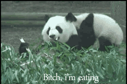the panda thread (and other cools gifs) Tumblr_m8cewffWiw1qj73e2o1_500